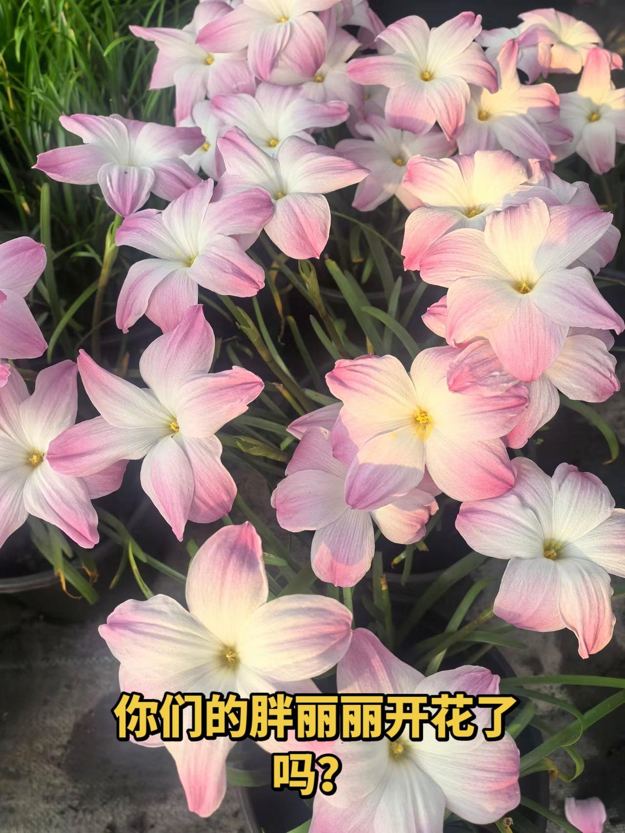 拍花也是一种自愈 种花拍花也是一种享受 又到了拍花的季节 胖丽丽 胖丽丽风雨兰