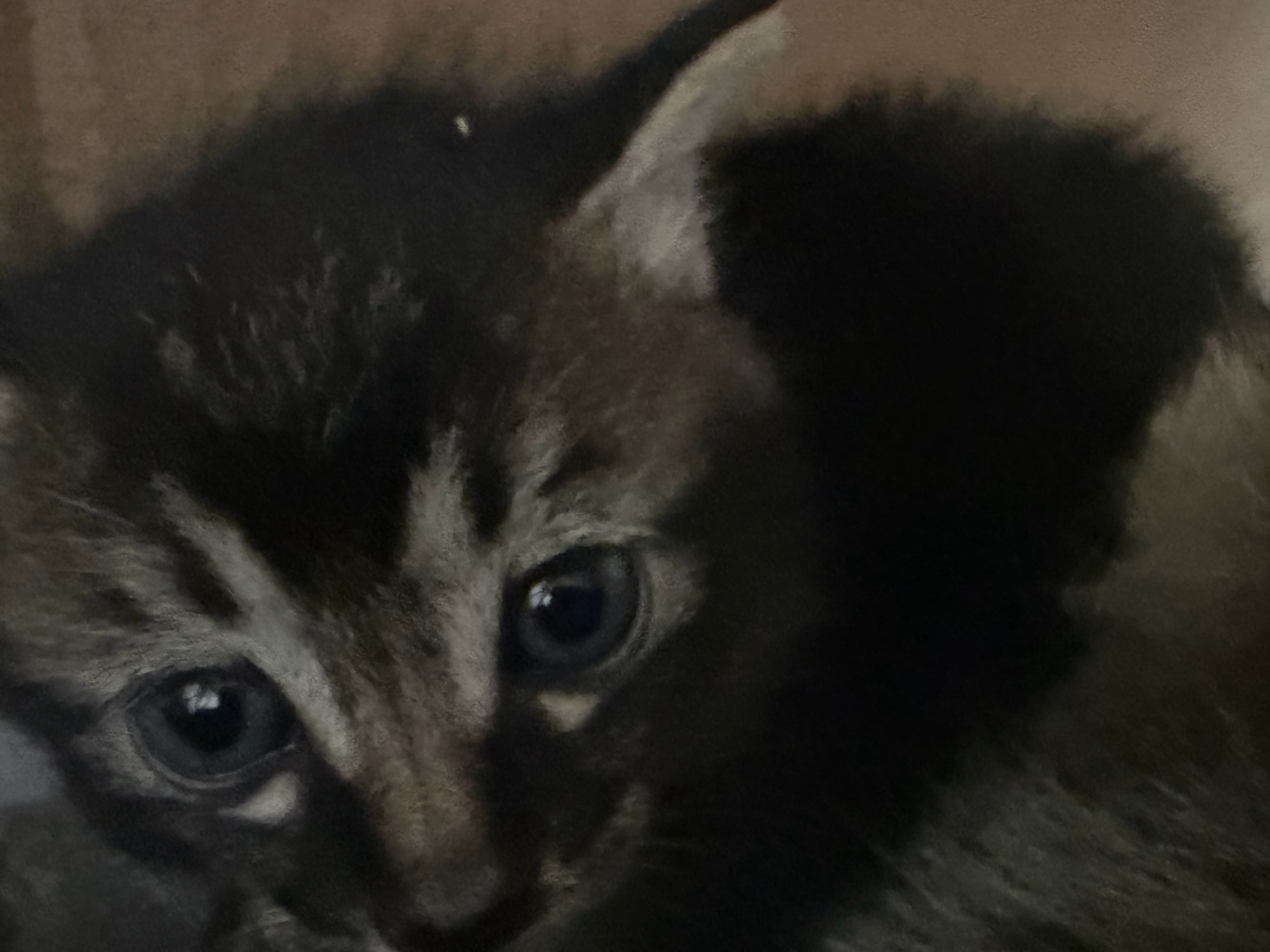 这个小黑猫是我和小肥的孩子 👶 她起了个特别土的名字一点都不负责