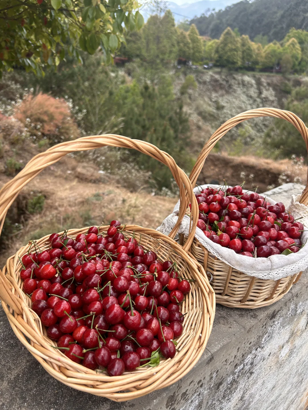 🍒咪甜的玛瑙红小樱桃终于可以走出四川啦！