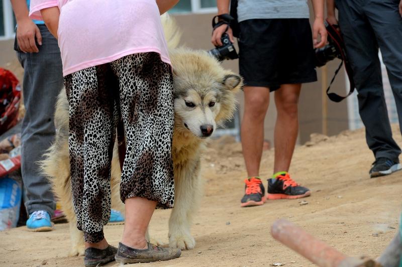 流浪猫狗没人投喂会饿死吗? 流浪猫狗没人投喂会饿死吗？这事儿不能一概而论。
流浪