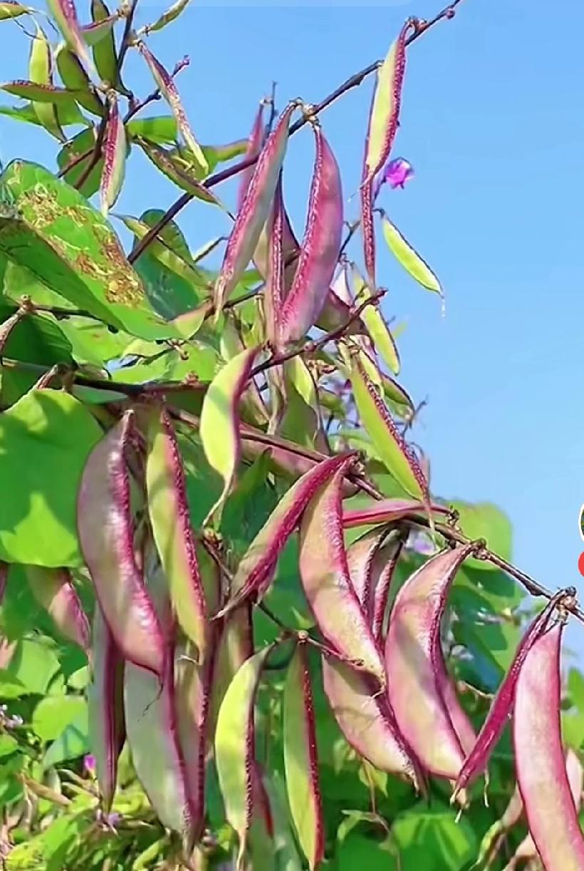 这个在你们家乡叫什么？