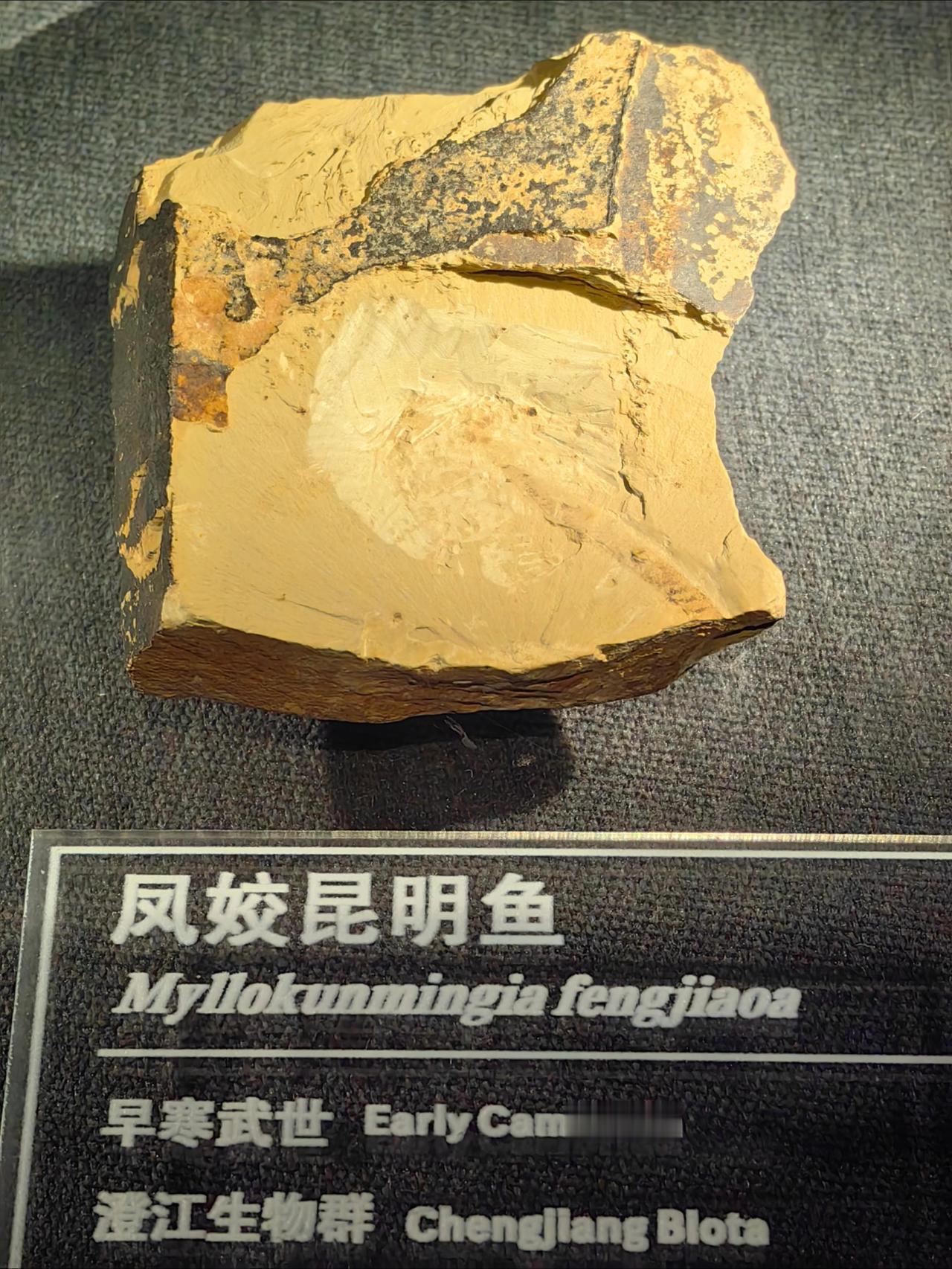 澄江化石——来自寒武纪
地球上生命起源的见证
看到这些，你会体会到人类的渺小，不