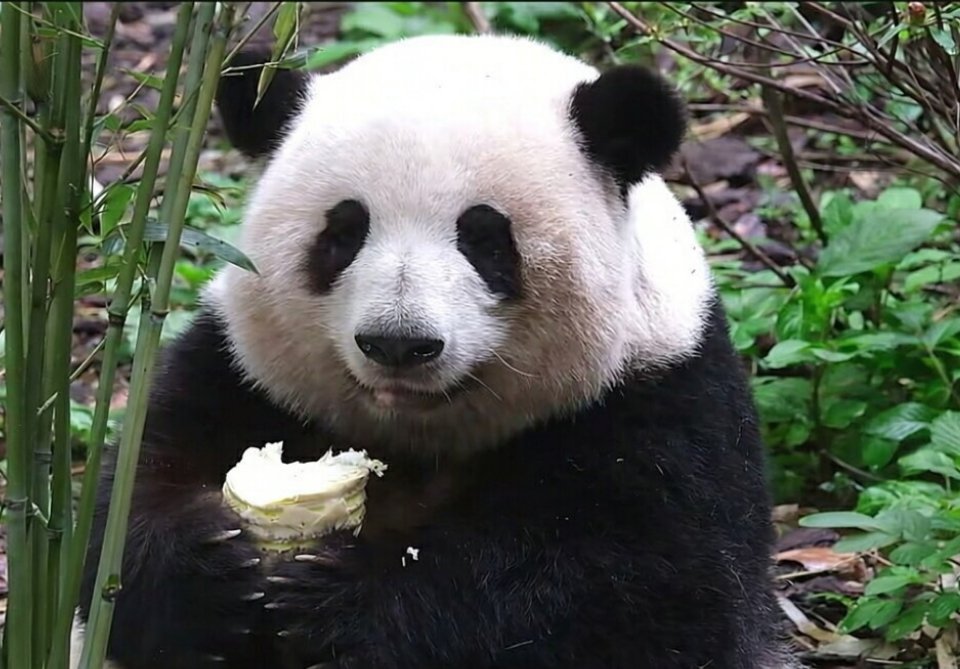 北京动物园发萌兰生日视频3只顶流熊猫兄妹同一天生日么么儿，花宝叽，小叶子，生日快