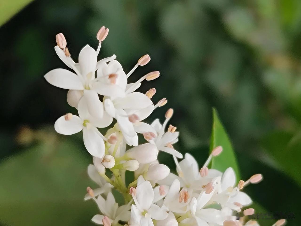这个在杰妹心中一直被叫做丁香的植物，居然叫做小蜡。而且，它的果实可以酿酒。

小