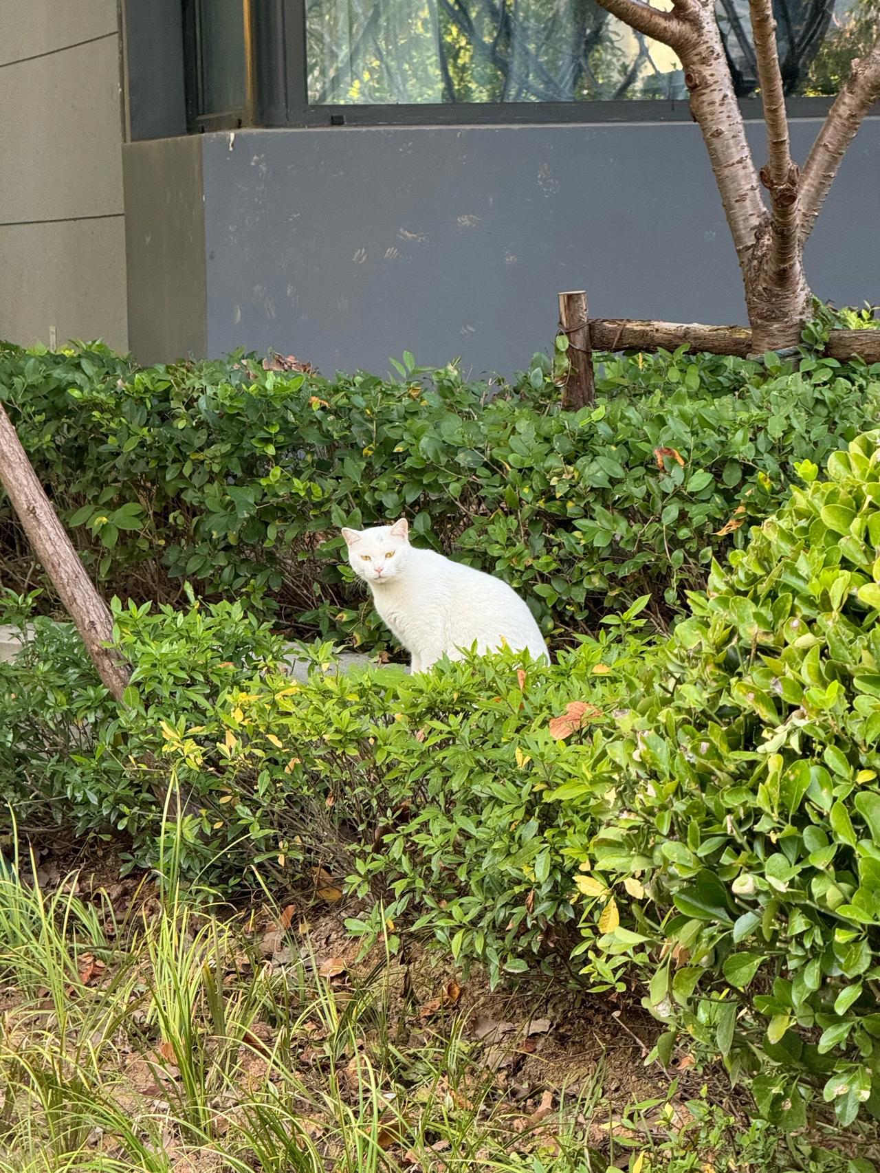 找了半天没找到小猫，拜托了保洁大叔和邻居看到的话就先控制或收留，然后给我打电话接