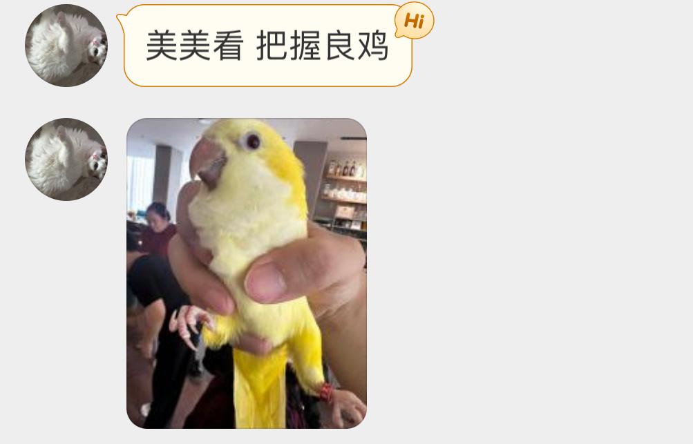 #宠物鸟投稿# 黄色的【和尚鹦鹉】好好看的配色[开学季]！ ​​​