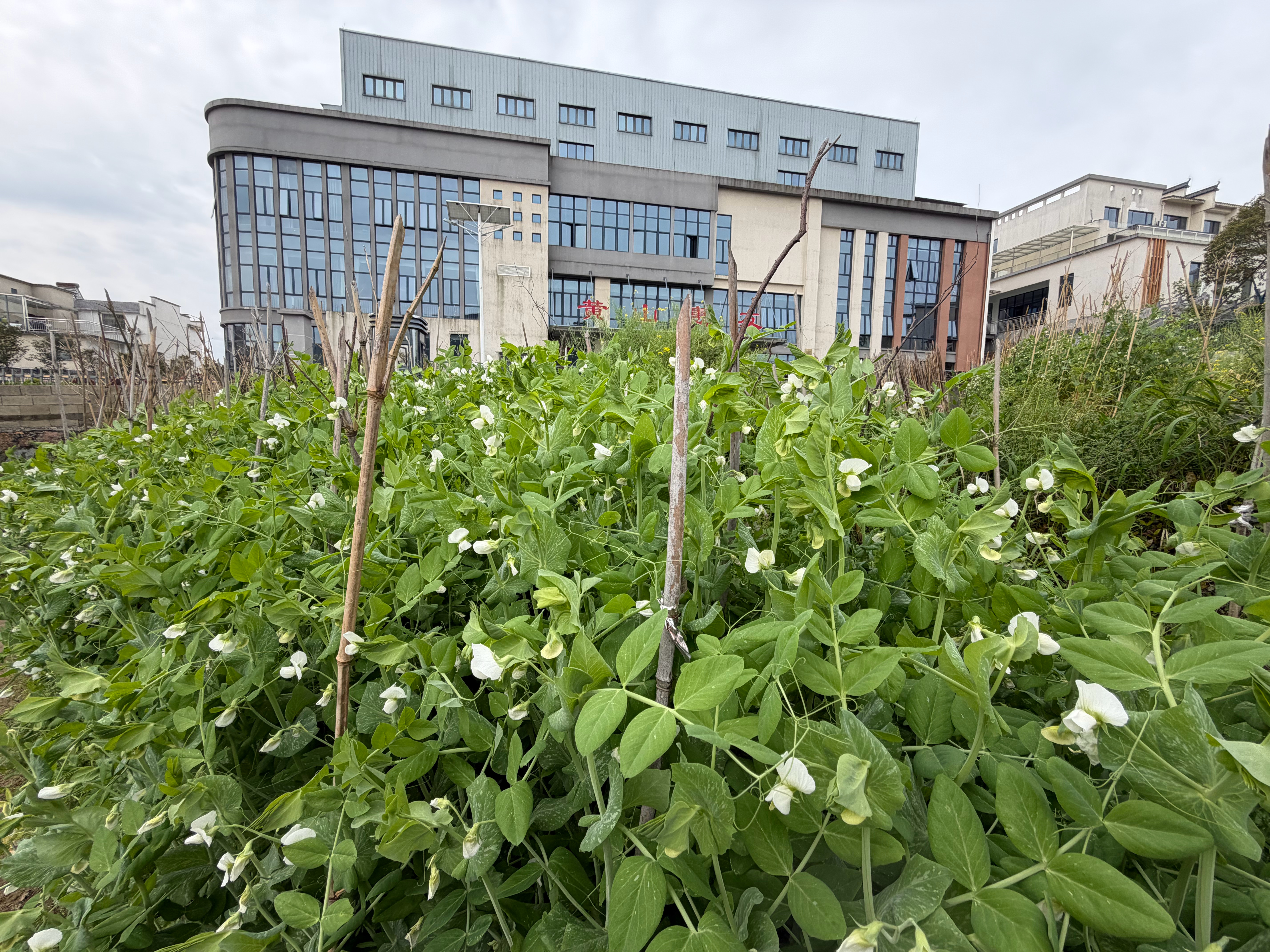 豌豆花也美丽动人，曾经的儿时记忆。