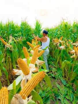 淄博73处粮食烘干点电话公布，部分点位遇“使用难题”
 
近日，淄博官方公开了7