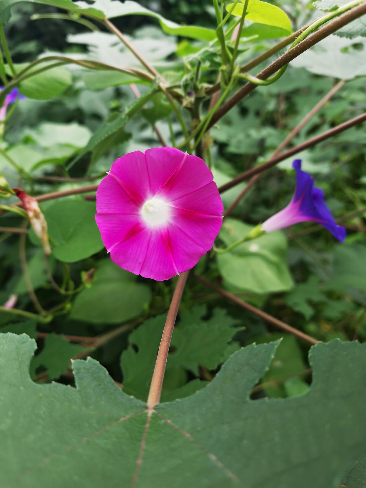 牵牛花