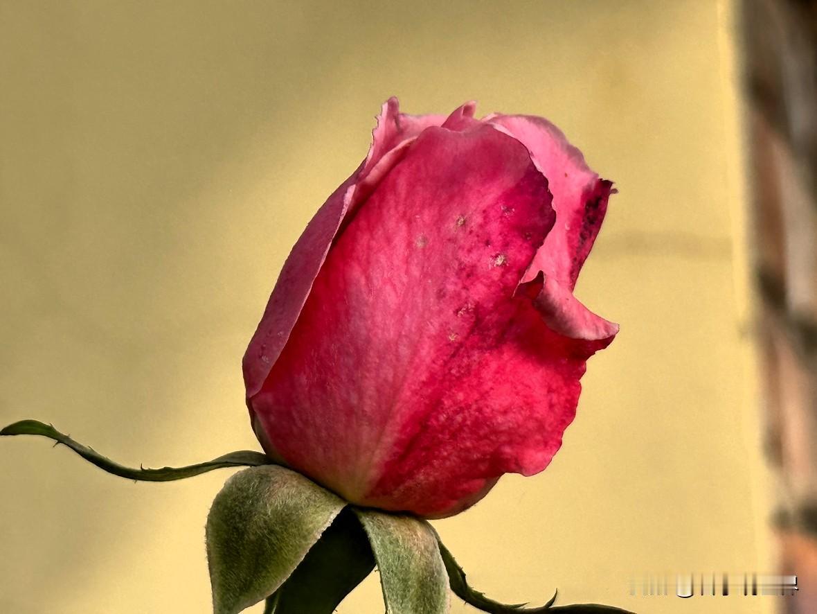 寒冷的冬天，倔强开放的花儿