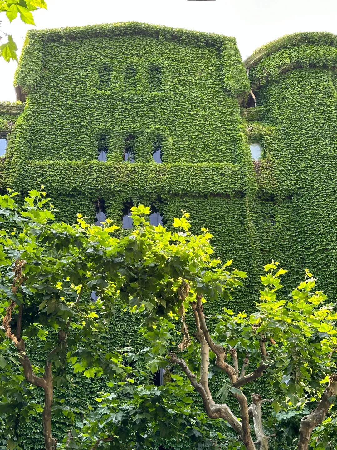 注意看 这栋绿茸茸的楼其实就在上海