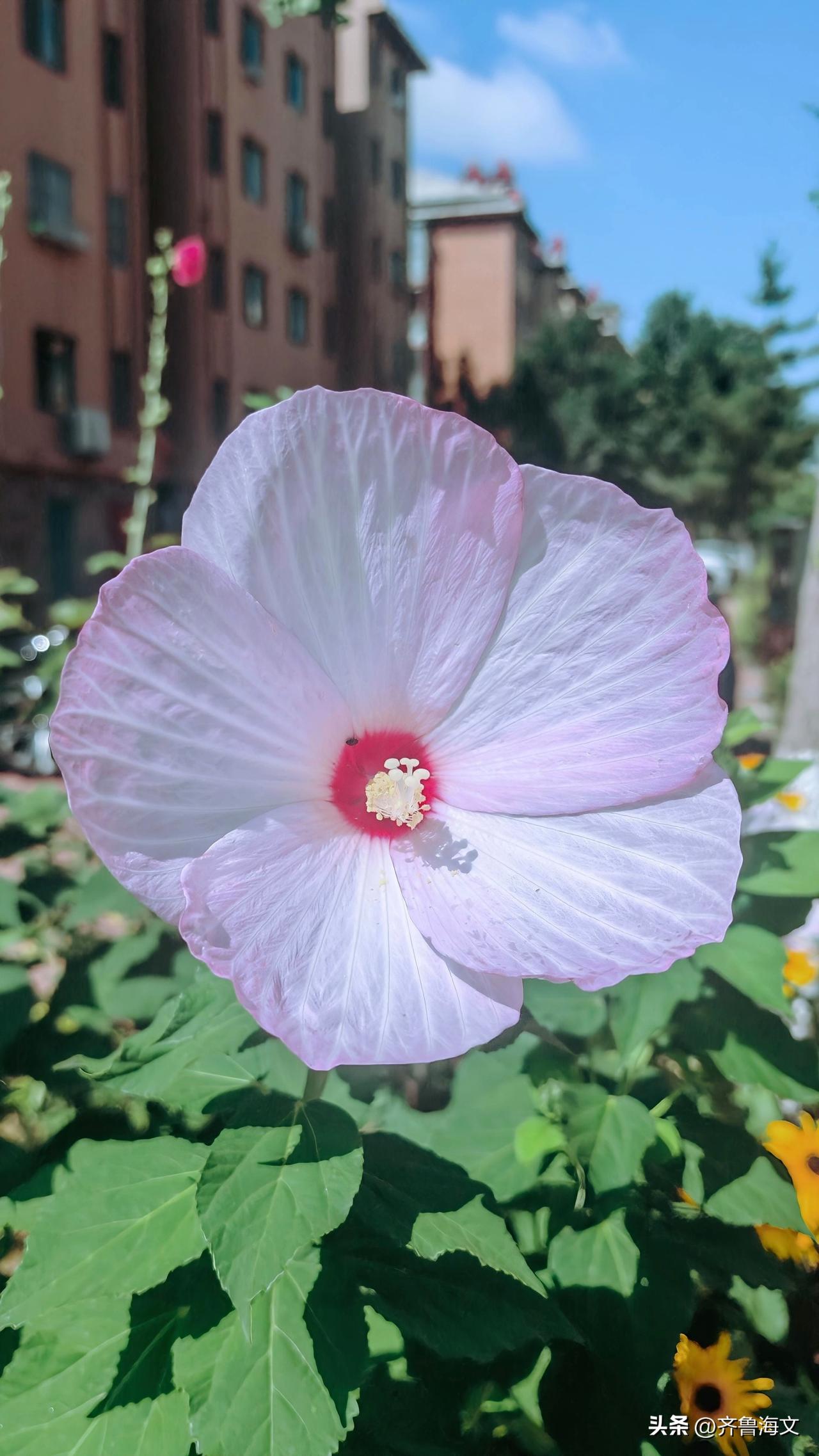 这几朵白色大花是芙蓉葵，也叫大花秋葵。