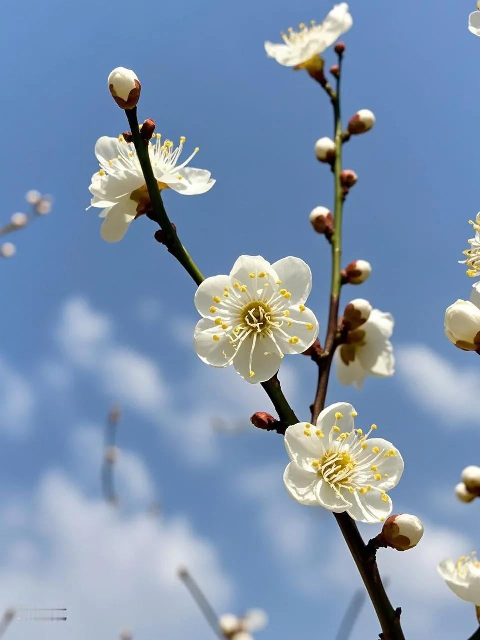 春风送暖展笑颜，
梅花轻吻湛兰天。
不与百花去争艳，
喜把春信化花言。