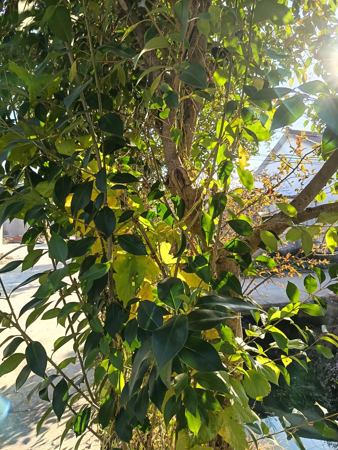 人老了，手脚不灵活了，做事得考量着做！

就在今天早上，邻居万老哥因外出修点枝棍