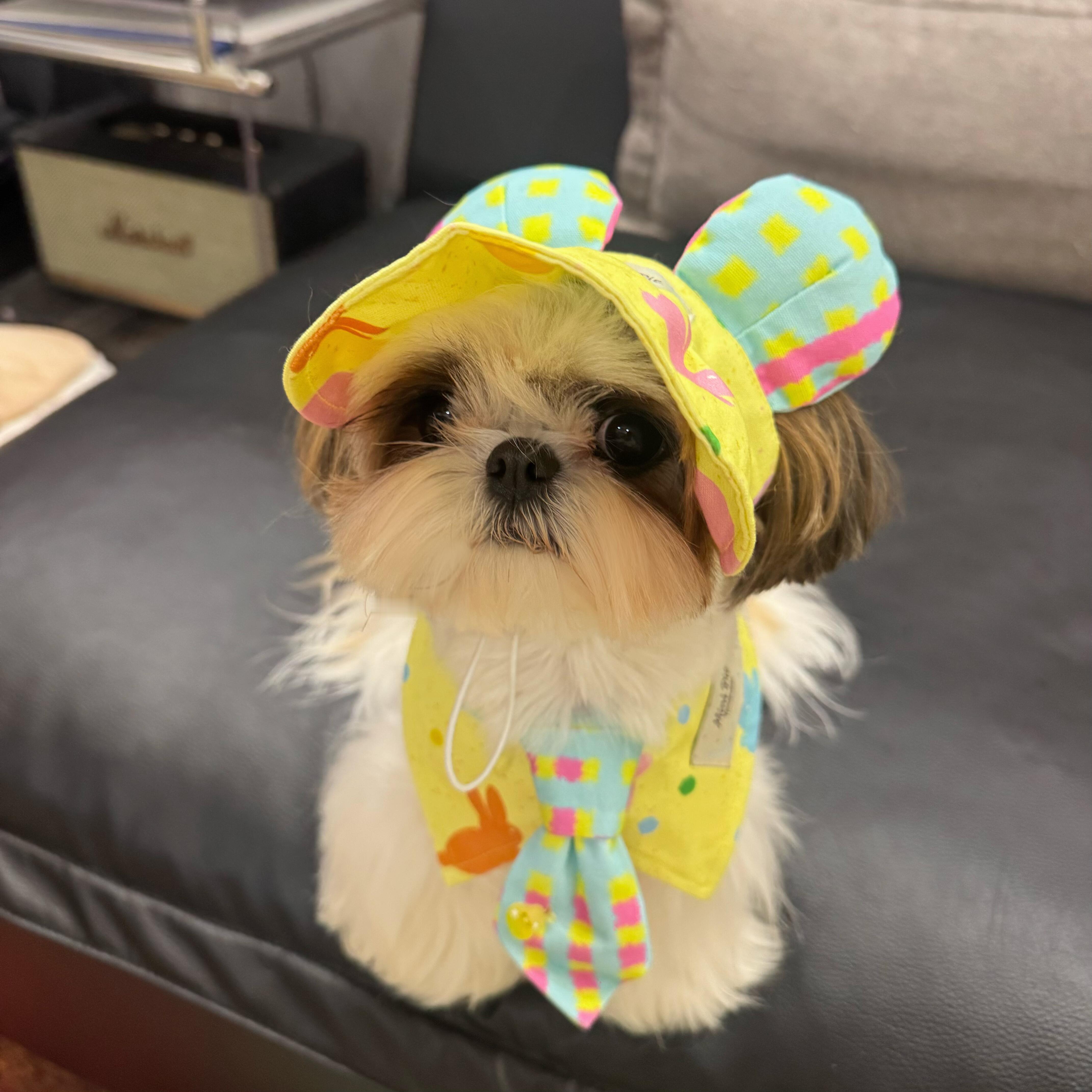 檀小呆与檀力球 双胞胎✌︎˶╹ꇴ╹˶✌︎ 