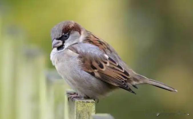 有人养麻雀，不为了吃肉，就盯着它屁股底下那点粪，晒干了，捻成粉，一斤能卖上百块，