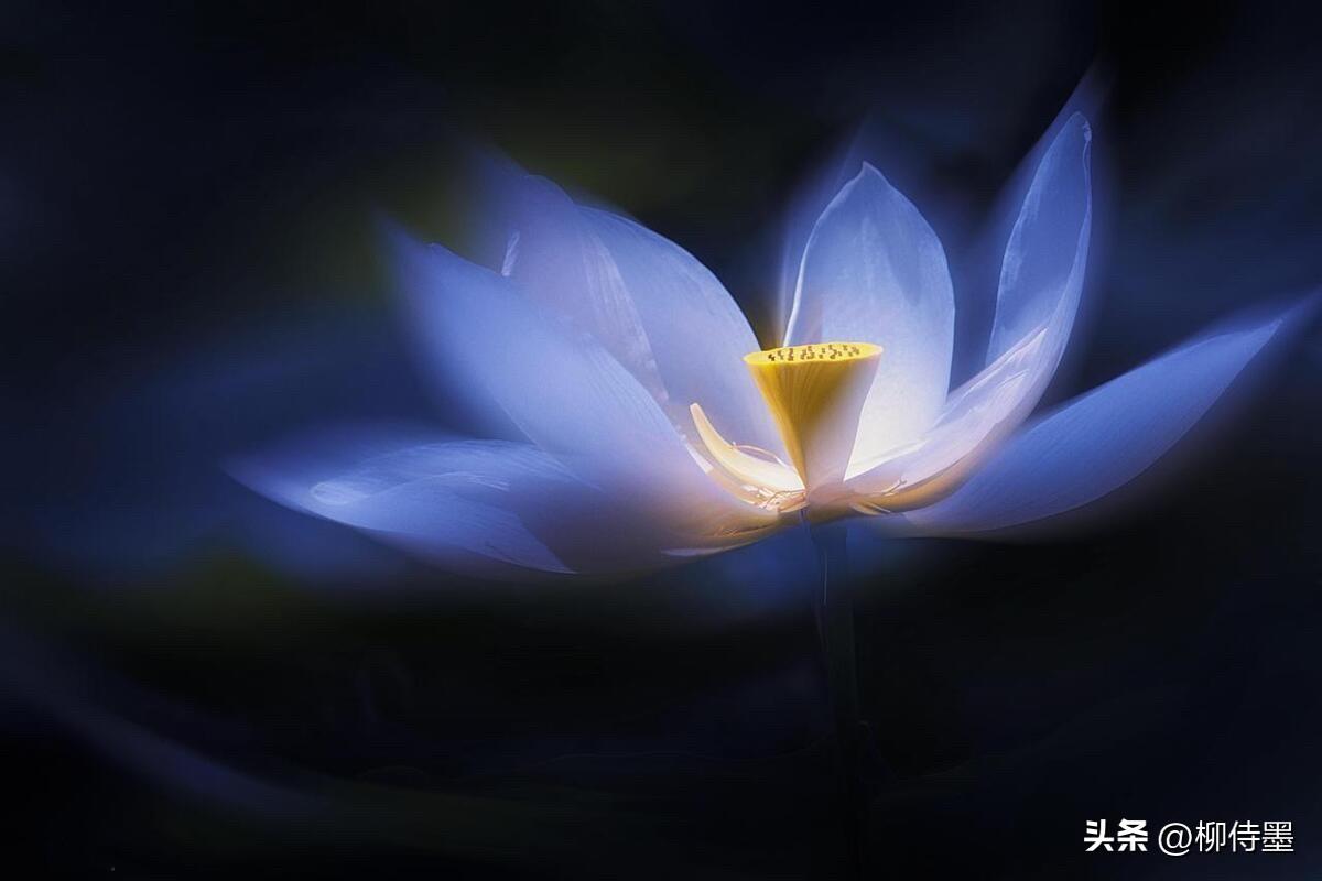荷花拍照有“仙气”，手机摇拍，我给你翻译成大白话……就简单了。

为什么很多人整