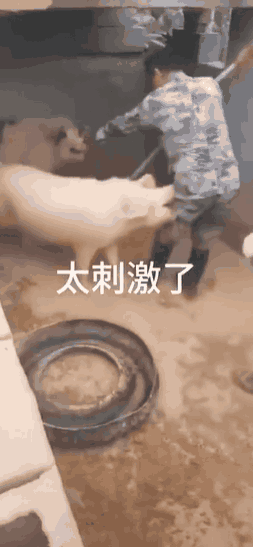二师兄是杂食动物，攻击性很强
##
大意了，养猪是为了创造利润的，不是给他幸福生