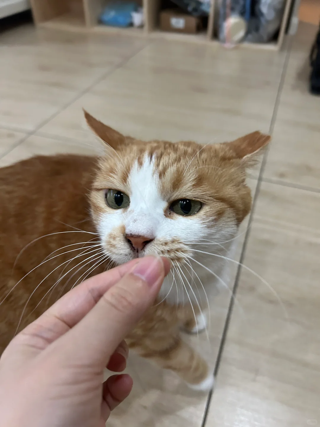 奋宝给我的幸运胡须，最近真的是太倒霉了