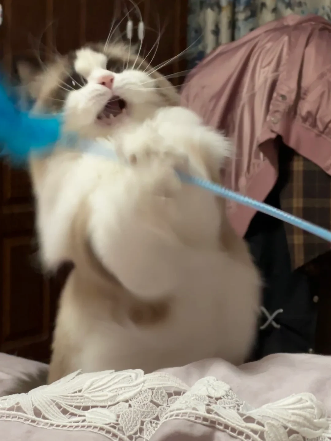 周末当然是要玩小猫啊