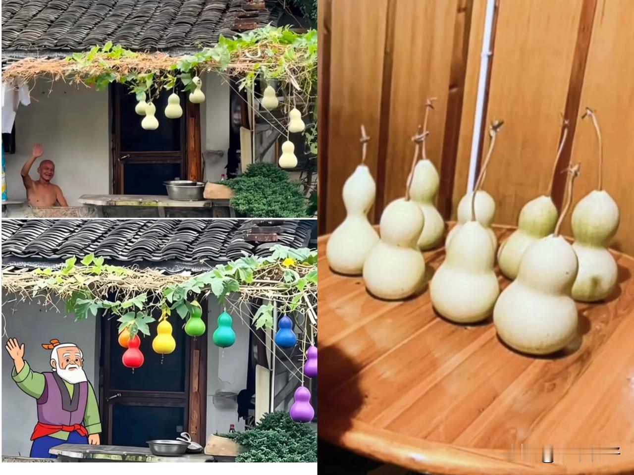 现实版葫芦娃落幕：75岁爷爷提前剪掉7个青葫芦，一场童话败给汹涌围观

浙江绍兴