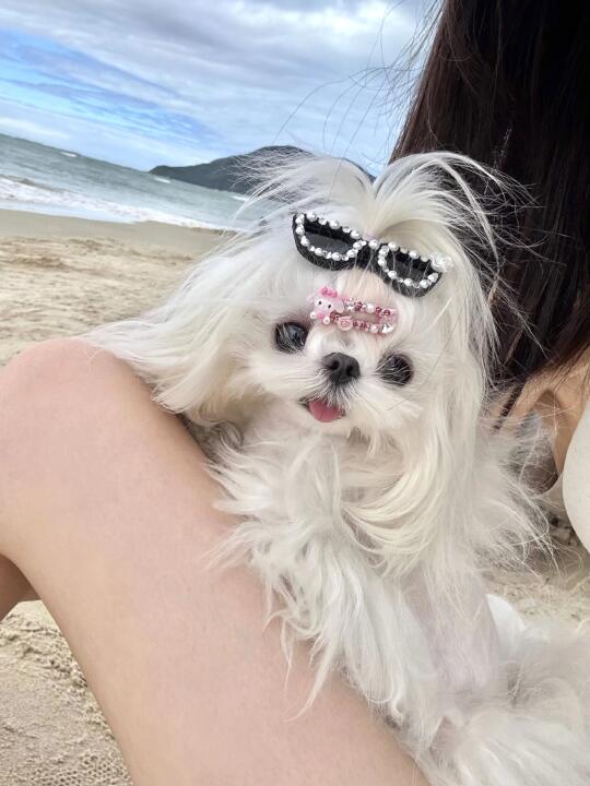 马尔济斯｜谁懂 ! ! 它真的好漂亮啊~