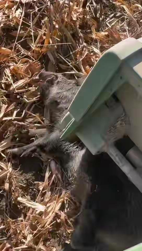 11月13日下午，新疆阿克苏一农户收割玉米时，突然从地里窜出3头野猪。收割机师傅