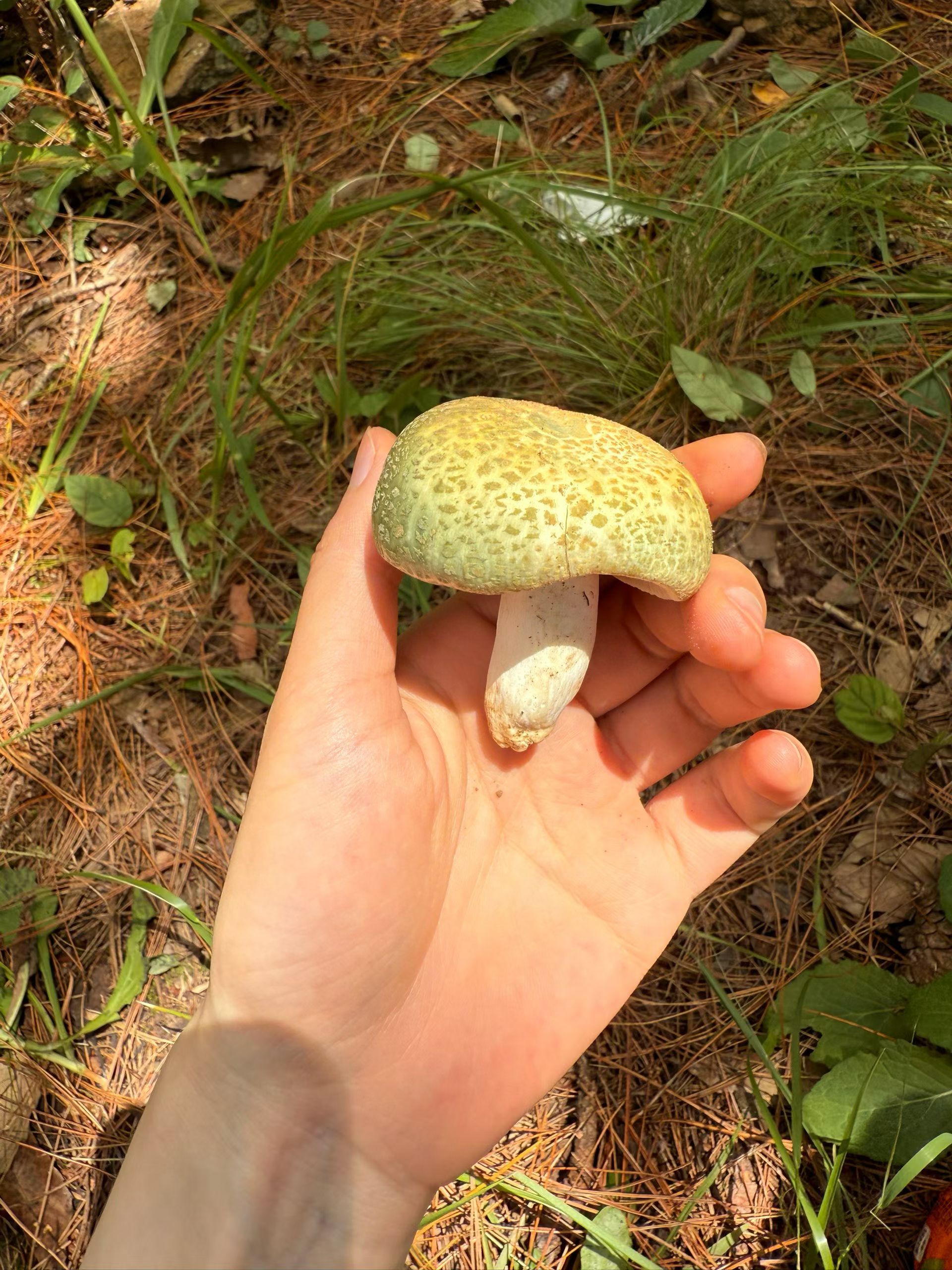 想回云南捡菌子！！！ 