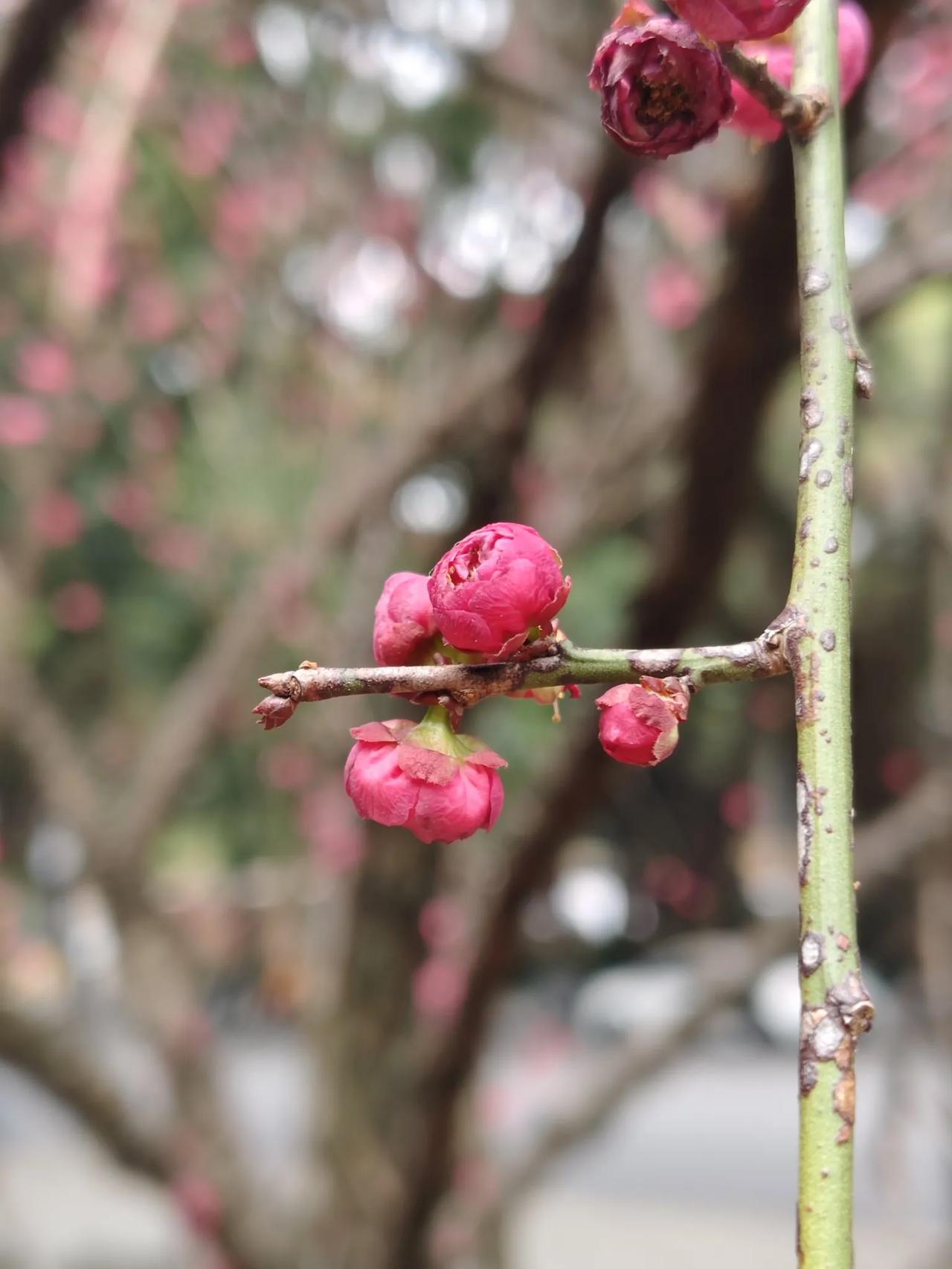红梅花开红艳艳。