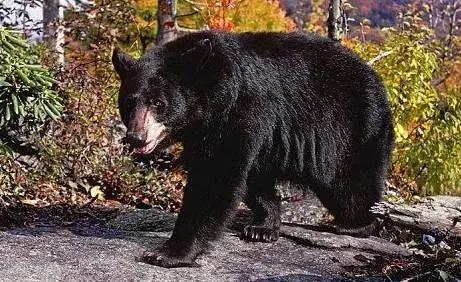 69年，我们单位在江边开垦了几十垧地，种的人参，还养了好多蜂箱，我才到单位第二年