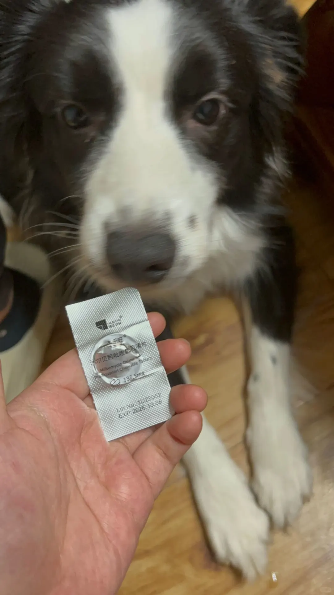 椰子，开门，爹地