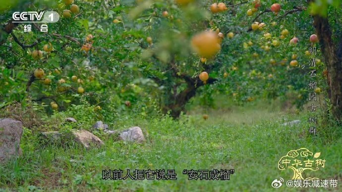 古人给水果起名有多直白 石榴的名字和石头有关系吗 哇塞，古人给石榴起名超简洁！因