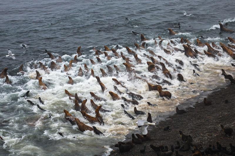 日本一无人岛密密麻麻都是北海狮，这画面想想就壮观！据环球时报消息，上千头北海狮占