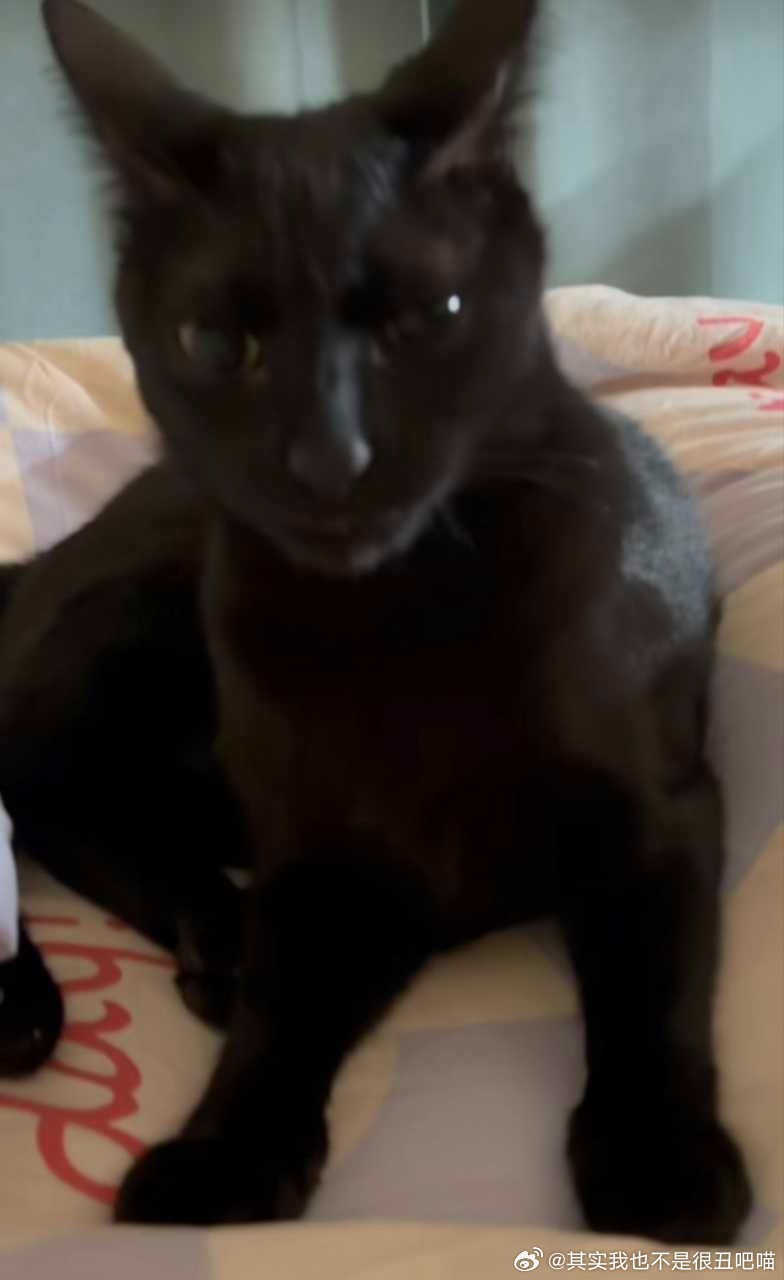 50818【丑猫】 