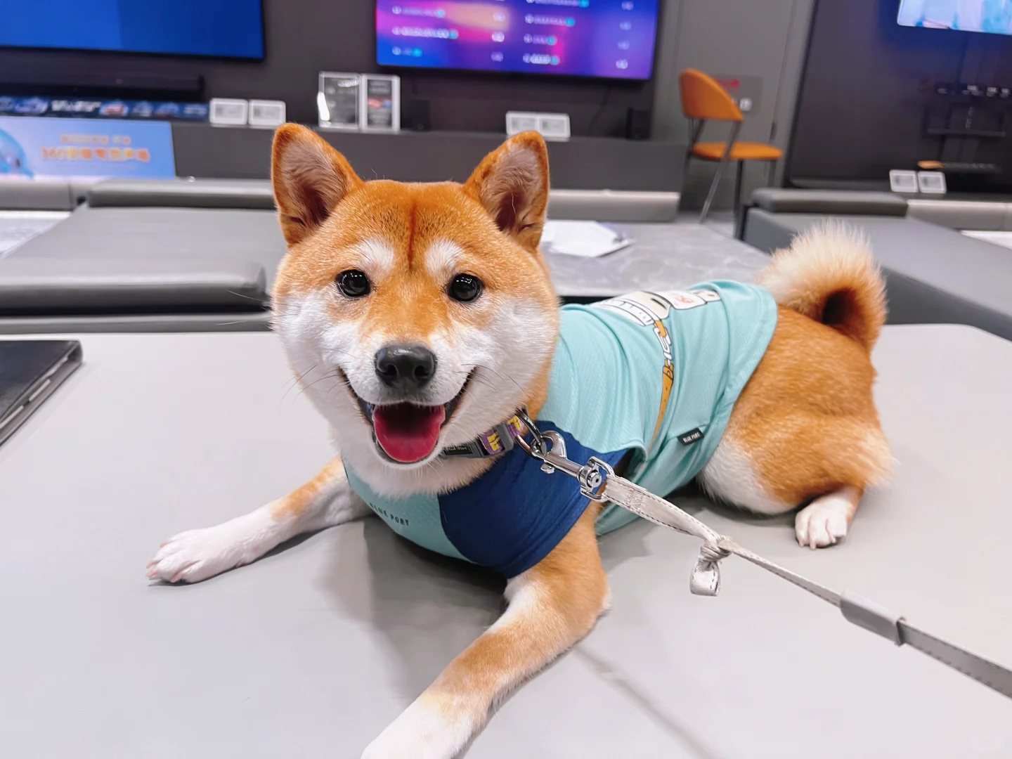 这小狗超会看镜头