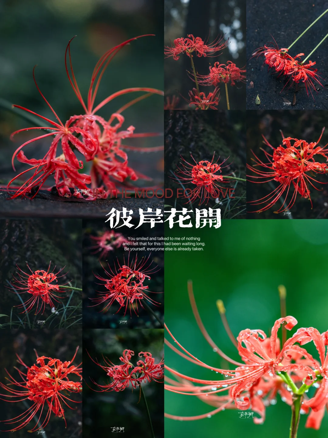 第一次拍彼岸花！这么美的花怎么是“鬼花”啊