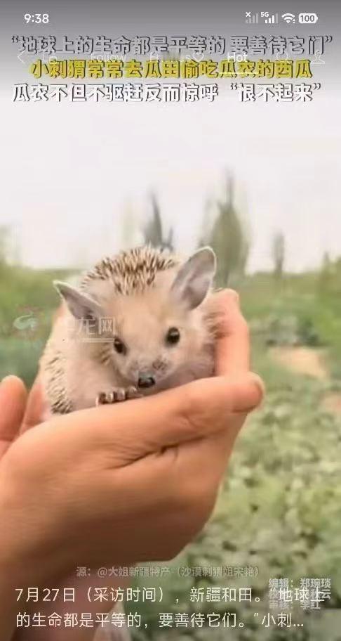 小刺猬🦔🦔的耳朵那么大吗？？右边的比较正常，小小的。 