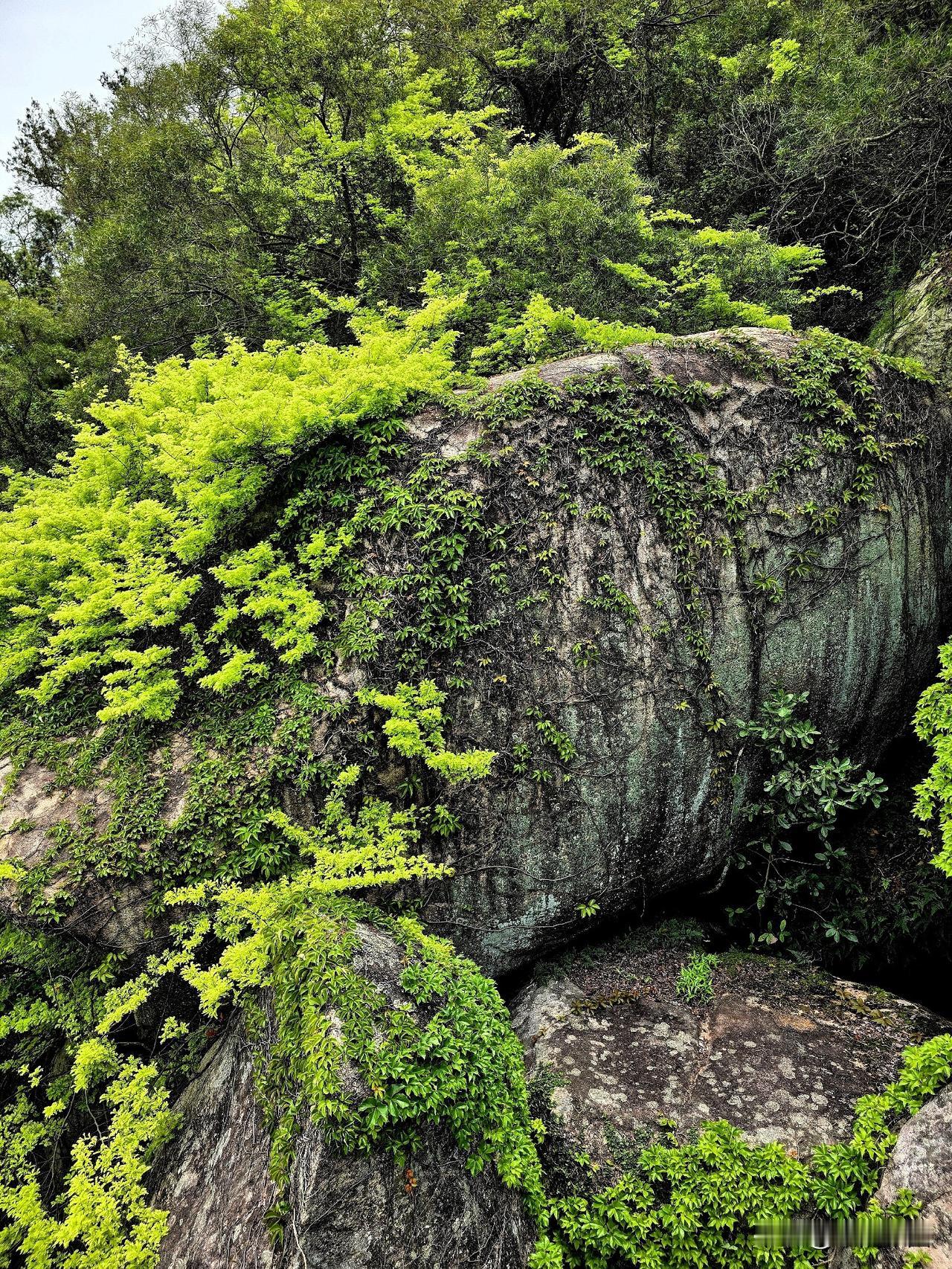 春天的山野
乱石堆云卧野丘，青藤漫缀碧绸柔。
层岩叠翠凝新露，密叶牵风送浅流。