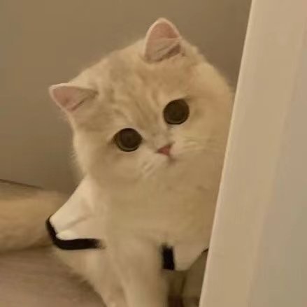 宁艺卓[超话] 小猫钓鱼中 ​​​