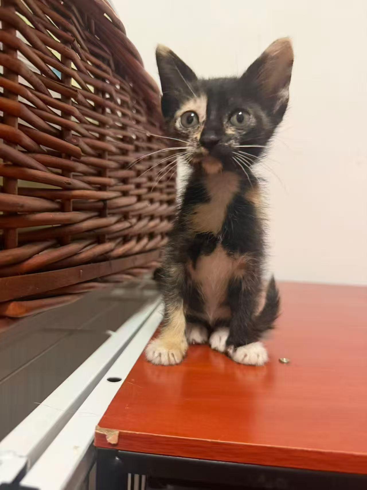 珠海，救助的玳瑁猫寻找爱心领养

宠物品种:玳瑁
宠物名 ：辣木子
性别 ：母