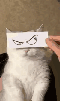 图一：一天天的，看把猫咪给气的啊。
图二：不断的努力，总有会成功的时候啊。