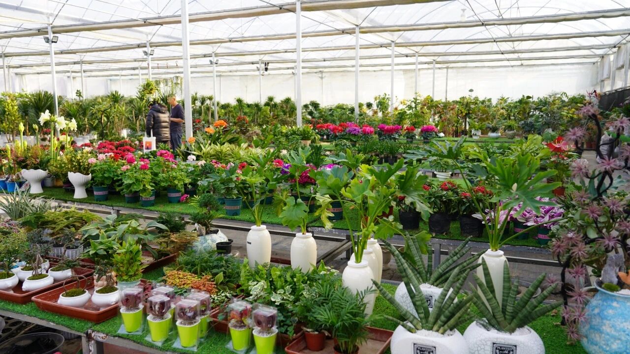 阎良区：“蝴蝶”翩翩舞 邀您迎新春