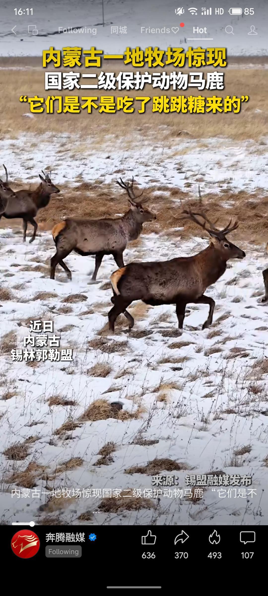 近日，内蒙古锡林郭勒盟一处牧场发现国家二级保护动物马鹿种群。马鹿体型高大，对环境