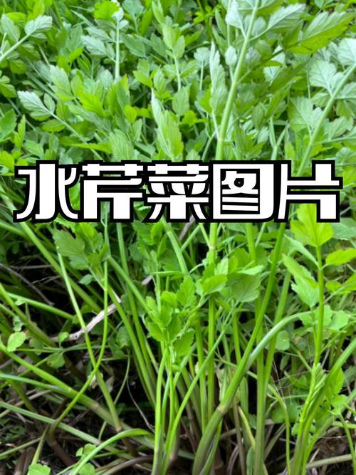 现在又进入吃水芹菜的时候了，人们争相购买尝鲜。
这种菜在各地还有野芹菜、水英、楚