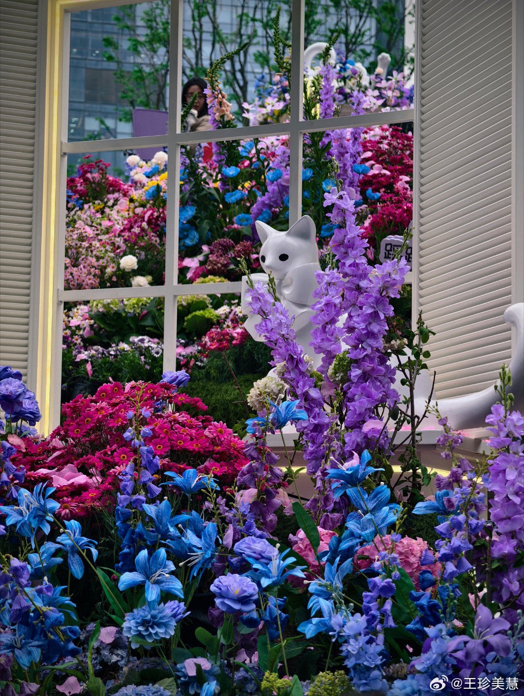 在北京穿了将近半年的羽绒服北京还不升温吗？武汉这边都15度了樱花都开了