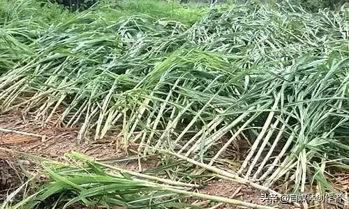 3月17日，云南省临沧市耿马县遭遇9级大风。耿马县以甘蔗种植为主业，这也是当地蔗