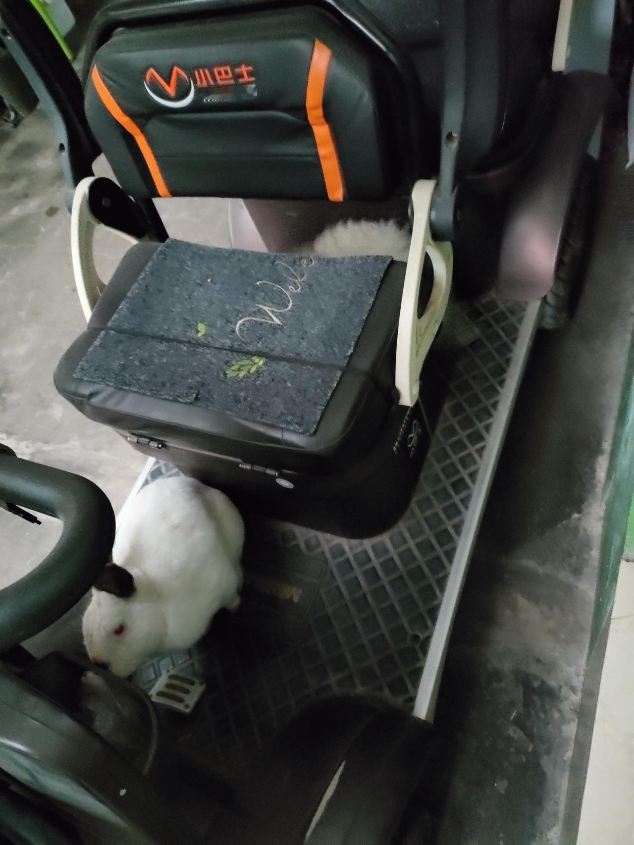 白兔把影子蜷成软云，小狗从绿墙后探来脑袋，光阴在这刻，也变得毛茸茸。
🐾 兔子