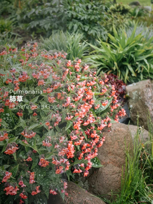 春季花园观花观叶耐阴耐寒-肺草