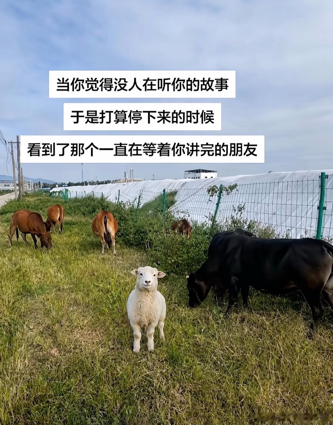 这样的朋友简直是天使来的🥹情感热点创作激励计划