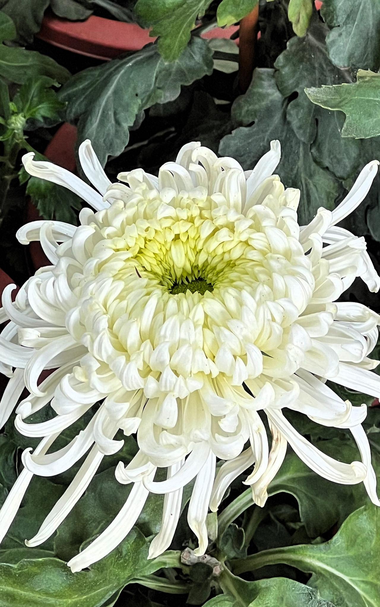 【原创】冬日赏菊：清新淡雅的白色菊花，绽放在绿叶之间，宛如一幅美丽自然的画卷。